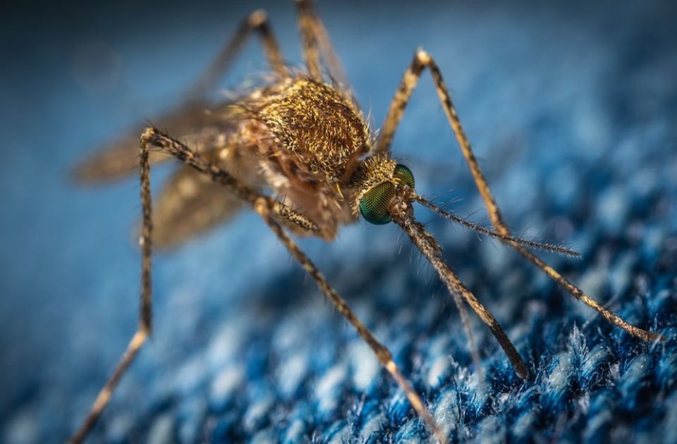 Virus Zapadnog Nila detektovan kod komaraca u Novom Sadu i Beočinu 