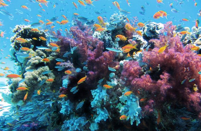 Naučnici uspeli da podstaknu ugroženu vrstu korala da se razmnožava