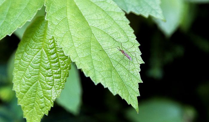 GMO komarci pušteni u prirodu