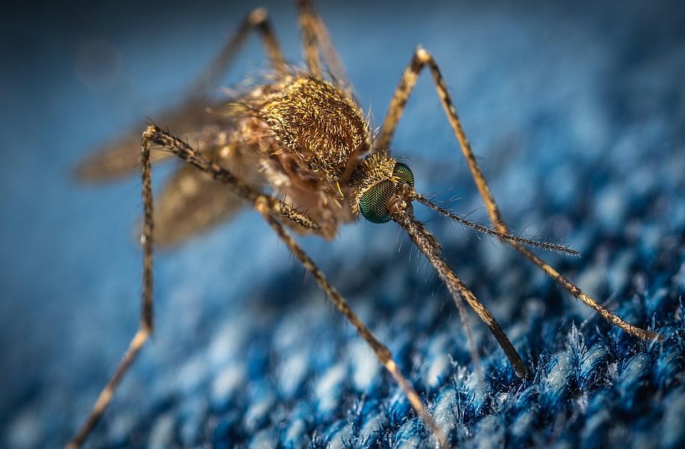 Kako da znate da li privlačite komarce: Miris kokosa može da pomogne u odbrani