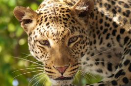 Radnik zoo vrta u Jerusalimu preminuo nakon napada leoparda