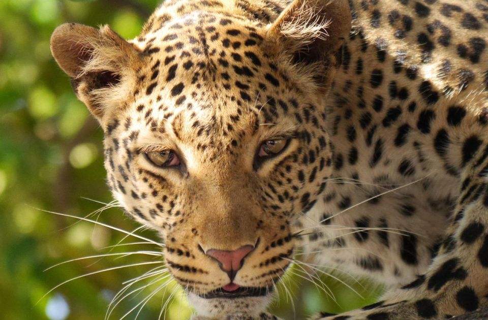 Radnik zoo vrta u Jerusalimu preminuo nakon napada leoparda Radnik zoo vrta u Jerusalimu preminuo nakon napada leoparda