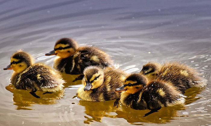 Sud odlučio: Patke smeju da kvaču