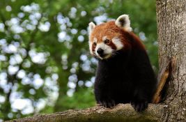 Mužjak crvene pande pobegao iz zoološkog vrta, čuvari ga našli na obližnjoj smokvi