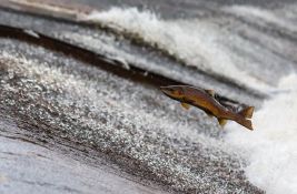 Više od 40 tona uginule ribe izvađeno iz reke Odre, vlast nudi nagradu onom ko otkrije odgovorne