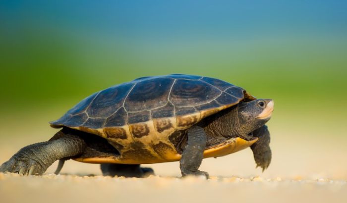 Jedini mužjak zaštićene vrste kornjača konačno dobija partnerku i šansu za opstanak