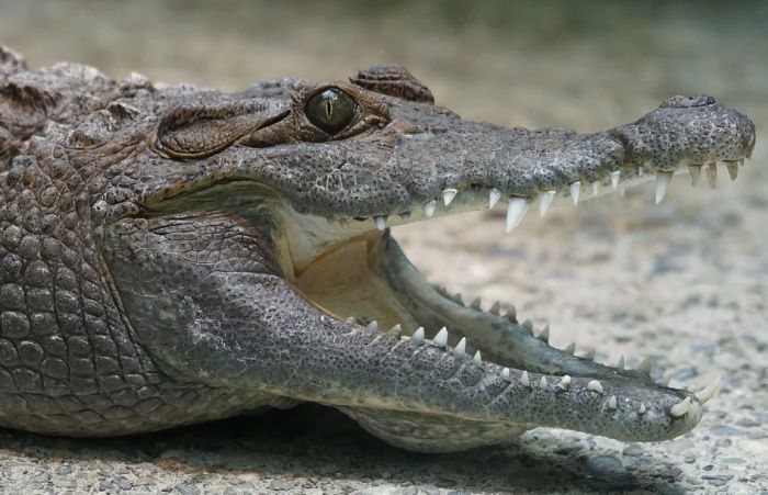 Krokodil ugrizao ženu koja se o njemu starala, zoo vrt ubio životinju