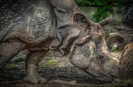 Ugroženi crni nosorozi preseljeni iz Južne Afrike u Mozambik