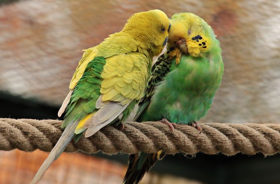 Istraživanje pokazalo: Kućni papagaji žude za prirodom
