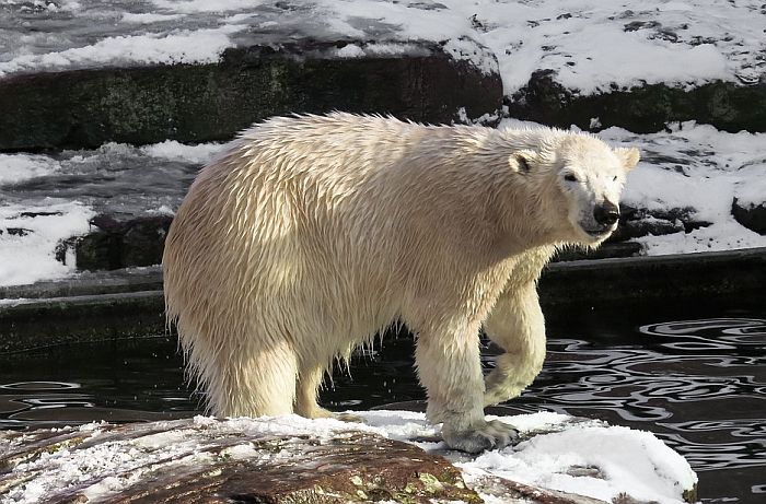 Polarni medvedi se sve više okreću kanibalizmu zbog ljudske aktivnosti