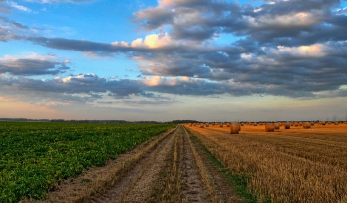 Kiše smanjile kvalitet pšenice i rod za oko 100.000 tona