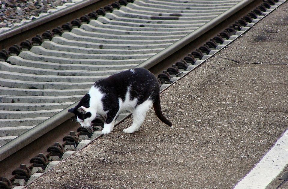 Mačka sama putovala vozom po Nemačkoj