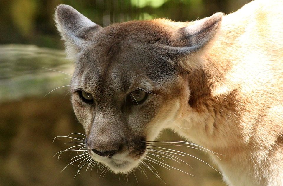 Puma ubila mladića i povredila njegovog brata u Kaliforniji