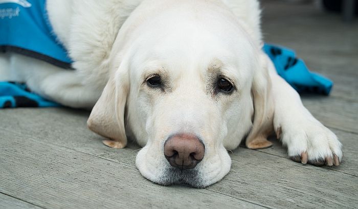 Veterinar švercovao heroin u stomacima pasa, preti mu doživotni zatvor