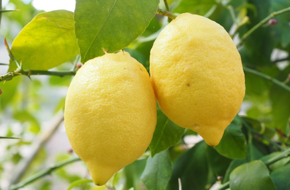Limun je nastao ukrštanjem dve voćke 
