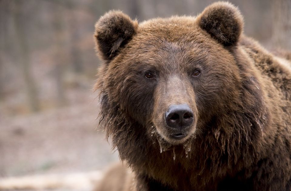 Ubili zaštićenog medveda u Crnoj Gori, pa uhapšeni