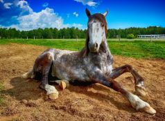 Za dugove garantuju i električnim lokomotivama, pastuvima, sportskim transferima