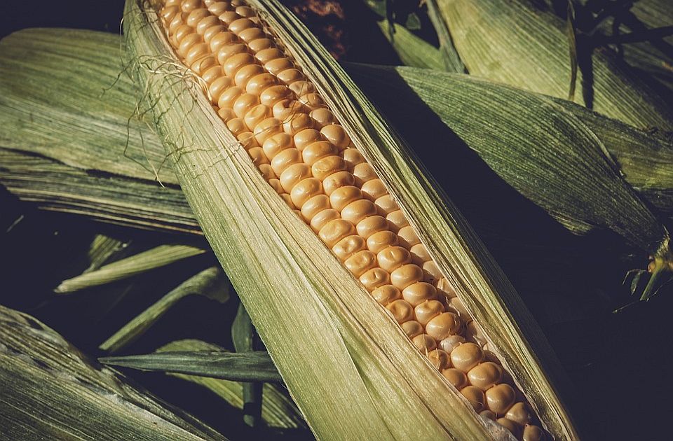 Cena kukuruza u padu za 12,4,  a pšenice za 6,6 odsto