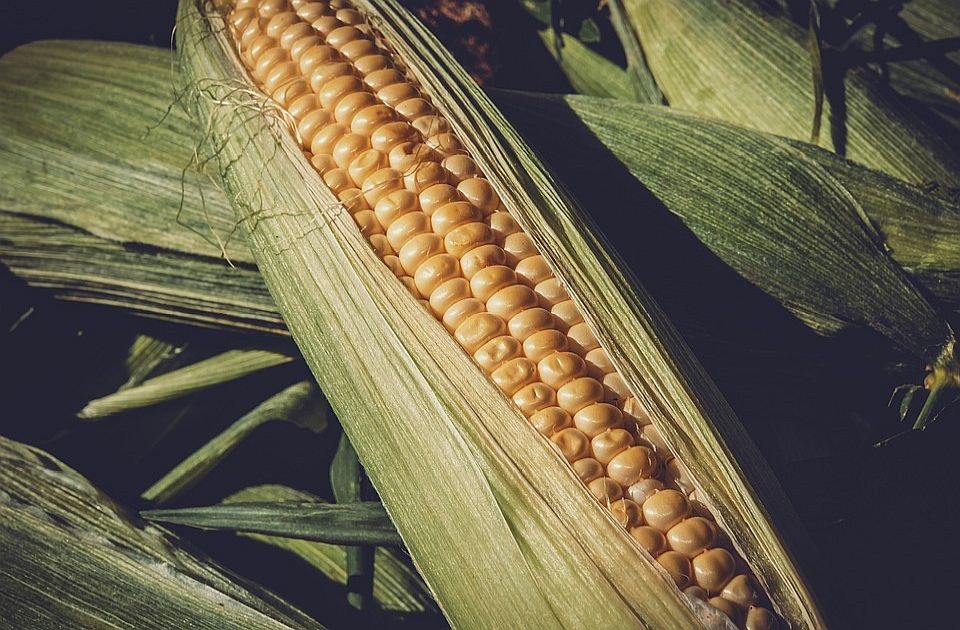 Cena kukuruza u padu za 12,4, a pšenice za 6,6 odsto