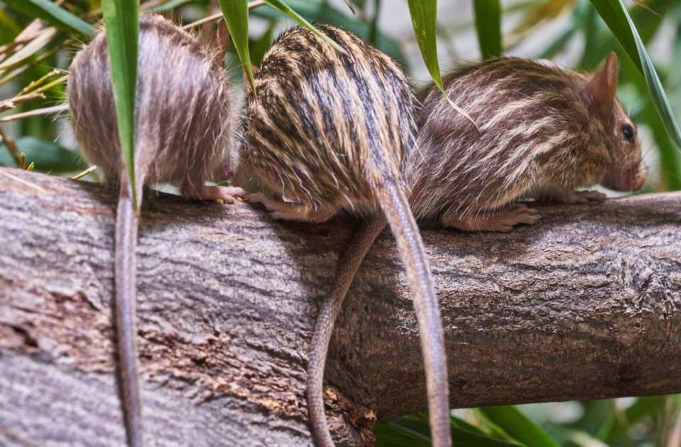 Naučnici prvi put u istoriji stvorili miševe od dva mužjaka