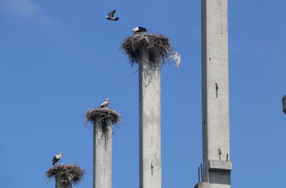 FOTO: Šta će biti s kolonijom roda sa stubova propale investicije? 