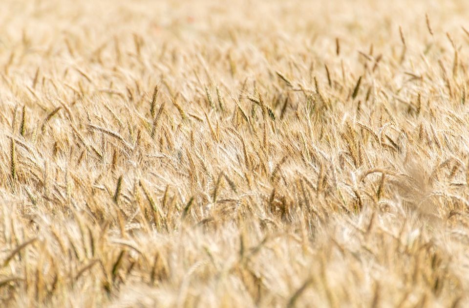 Ukrajina će žito izvoziti Dunavom do Hrvatske, pa preko luka ka Jadranu