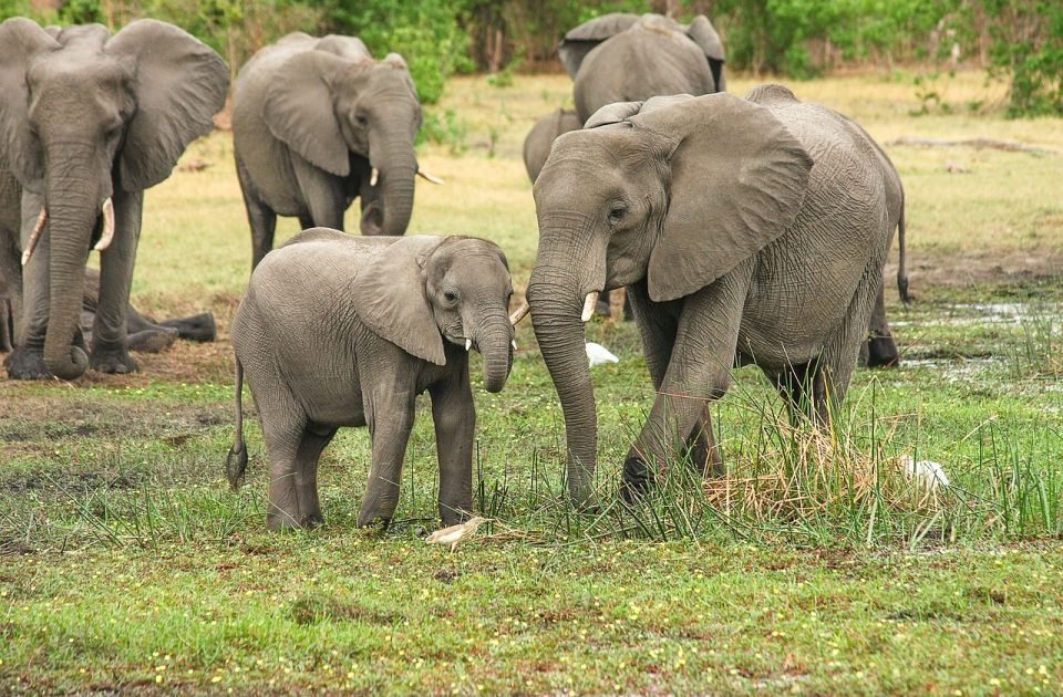 Slon iz krda koje luta Kinom uhvaćen i vraćen u rezervat