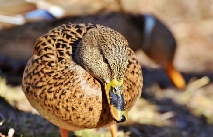 Otkriven ptičji grip na farmi pataka u Bugarskoj