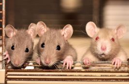 Holandske naučnice: Neopravdana loša reputacija pacova, Amsterdam da uvede zone za njihovo hranjenje