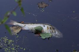 U Kolubari uginulo više od pola tone bele ribe