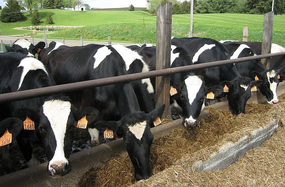 Hoće li Srbija sačuvati proizvodnju mleka?