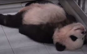 VIDEO: Snimak bebe pande koja grli i ne pušta nogu radnika zoo vrta postao viralan