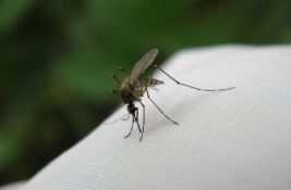 Čikungunja groznica u Evropi: Virus prenose komarci zbog klimatskih promena