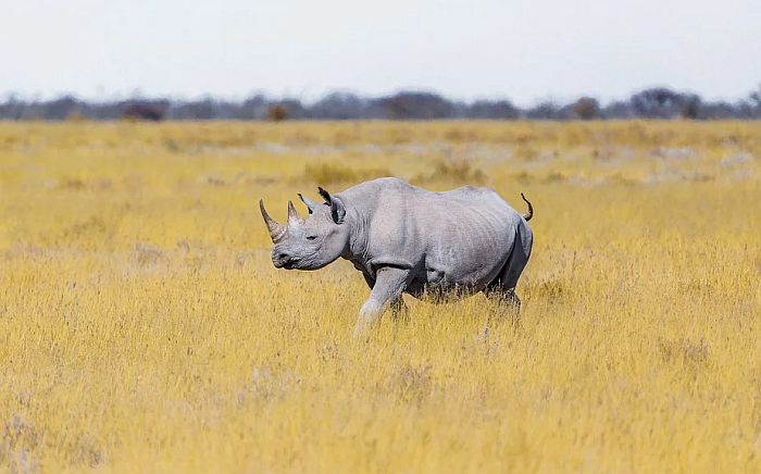 Spasena skoro izumrla vrsta nosoroga