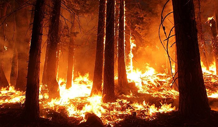 Tajnom vatrogasnom akcijom spaseno drevno australijsko drveće