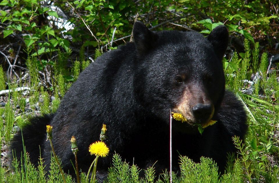 VIDEO: Medved upao na piknik i počeo da jede hranu sa stola, porodica se sledila