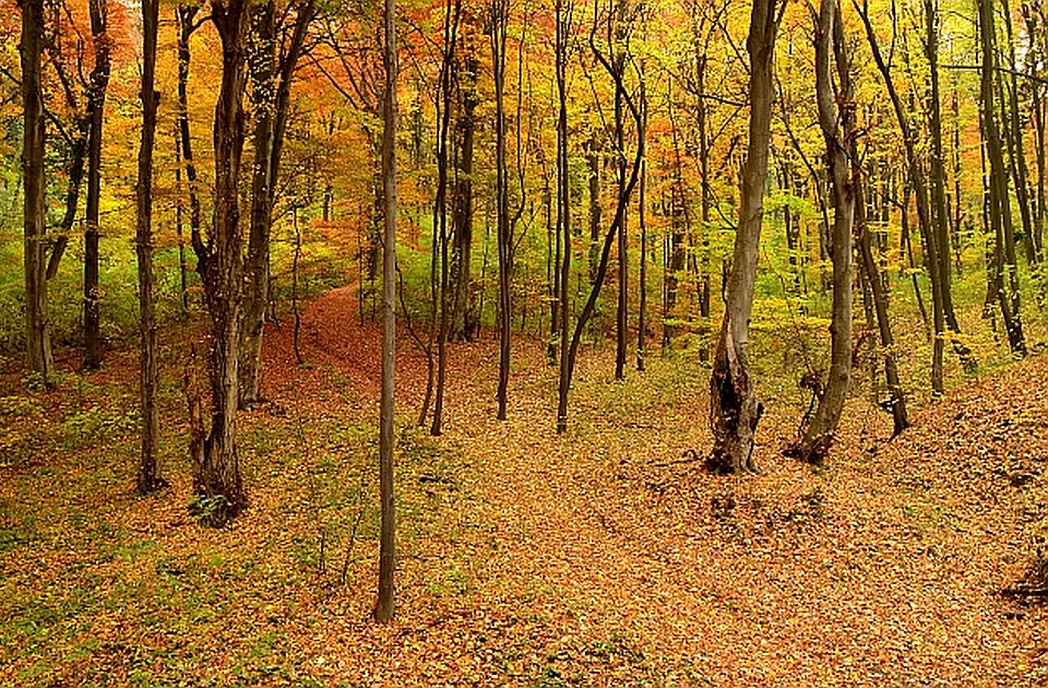 Bosutske šume stavljene pod zaštitu