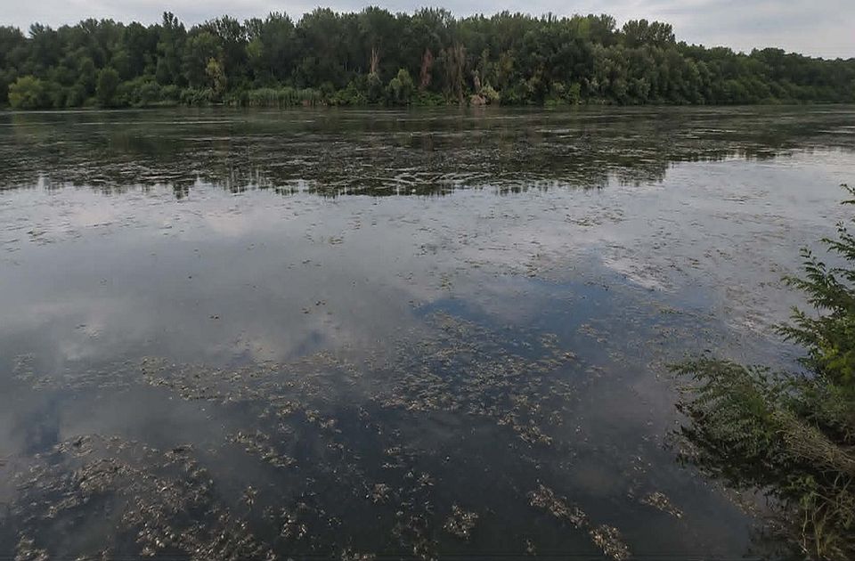 Nalazi ukazuju na manjak kiseonika u Tisi, za uginuće ribe u DTD kod Bečeja i dalje nema odgovora