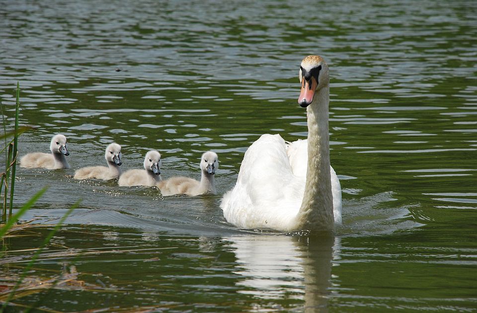 Nastavljaju se prolećni dani u Novom Sadu
