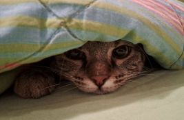 Evo kako psi i mačke utiču na naše mentalno zdravlje