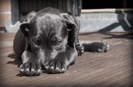 Studija: Mozak pasa počeo da se smanjuje pre 5.000 godina