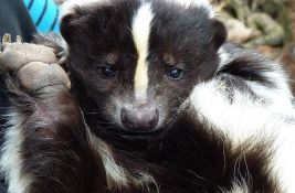 Pokušao iz Rusije da prošvercuje 920 koža tvora