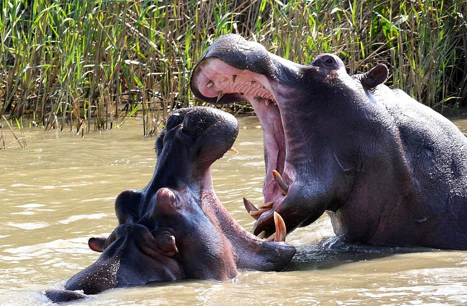 Indijski milijarder ponudio da zbrine 80 Eskobarovih nilskih konja koje Kolumbija planira da ubije