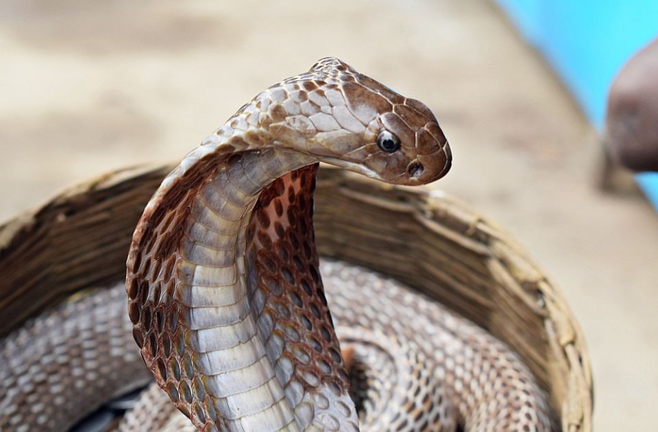 Nemački turista umro od ujeda kobre tokom predstave u Hurgadi