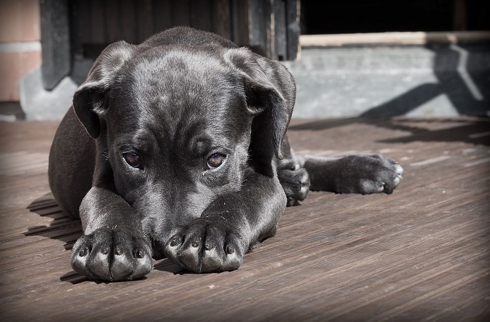 Studija: Mozak pasa počeo da se smanjuje pre 5.000 godina