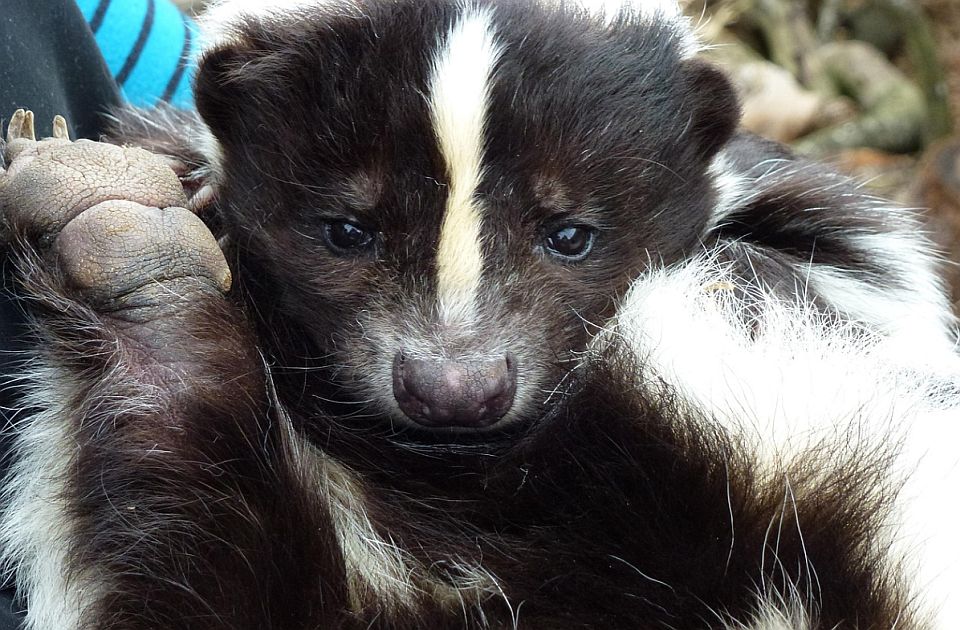 Pokušao iz Rusije da prošvercuje 920 koža tvora