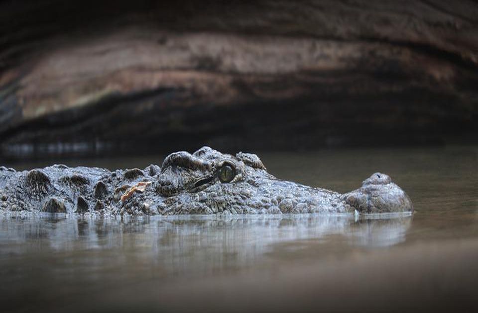 VIDEO: Muškarca na Floridi napao aligator, sve snimljeno - "Probušio mi je lobanju"