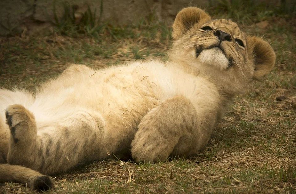Mladunče lava pronađeno u stanu u Subotici smešteno u zoo vrt na Paliću