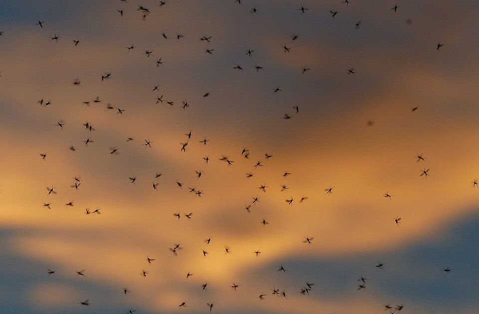 Prskanje komaraca na području Novog Sada od sutra do ponedeljka