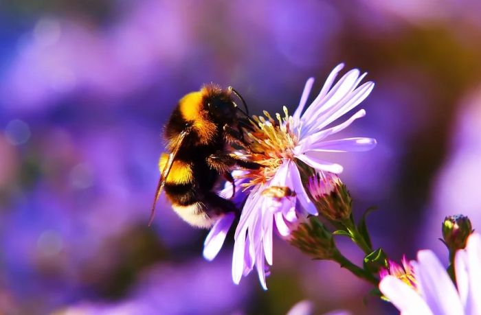 Pesticidi bumbarima oštećuju mozgove dok su još larve